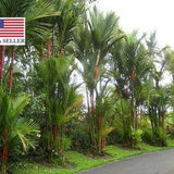 10 Lipstick Palm, Lakka Palm, Red Palm, Sealing Wax Palm Seeds - 10 Seeds (Cyrtostachys renda / Cyrtostachys lakka)