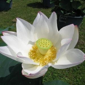 Nelumbo nucifera white flower 5 seeds - SACRED LOTUS very fresh seeds