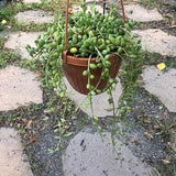 String of Watermelon Live Plant | Live Succulent Plant