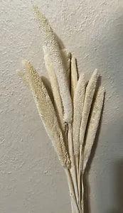 Dried Pearl Millet Grass ~ 10 Stems ~ 28???