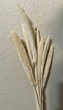 Dried Pearl Millet Grass ~ 10 Stems ~ 28???