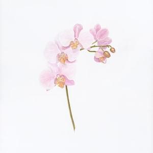 Phalaenopsis Orchid Spike