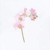 Phalaenopsis Orchid Spike