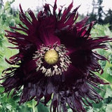 Black Poppy Seeds Black Swan 300+ Seeds - Annual Flower Seeds