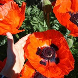 100 Red POPPY Papaver Orientale Bracteatum aka Great Red Oriental Poppy