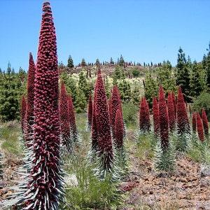 Rare Tower of Jewels 25 Seeds