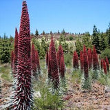Rare Tower of Jewels 25 Seeds