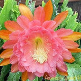 1 cutting/ leaf/ stem Rare American Sweet heart Epiphyllum Orchid Cactus 6-8???