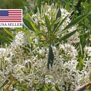 Pavetta Lanceolata Seeds Brautbusch Weihnachtsbusch Blossom White - 10 Seeds