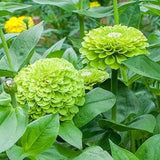25 Benary's Giant Lime Zinnia Seeds / Zinnia Elegans / Cut Flower /Bouquet Flowers /Wedding Flowers / English Garden / Wildflowers / Cottage