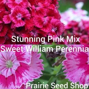 Sweet William Dianthus Flower Seeds Canada, Mixed Colors Pink Red Purple, Hardy Perennial Carnation Seed Packets, Blooms ALL summer + Gift