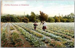 Picking Carnations In Wintertime Flower Garden Colorful Petals Postcard