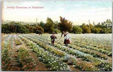 Picking Carnations In Wintertime Flower Garden Colorful Petals Postcard