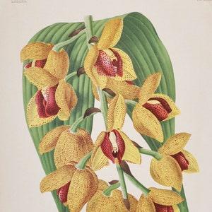 Acineta Humboldti / superba - Original Large Antique Orchid Print 1880s - orchidaceae, botanical, botany, flower, plant, linden, orchidee