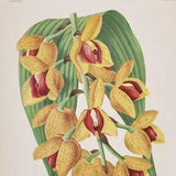 Acineta Humboldti / superba - Original Large Antique Orchid Print 1880s - orchidaceae, botanical, botany, flower, plant, linden, orchidee