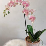 Fhalanopsis Orchid, Orchid with EVA FOAM, Home Decor, Artificial Orchids Phalanopsis, Natural Orchid, Handmade Imitation Orchids