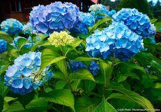 Obtenir de beaux hortensias bleus Flower Delivery