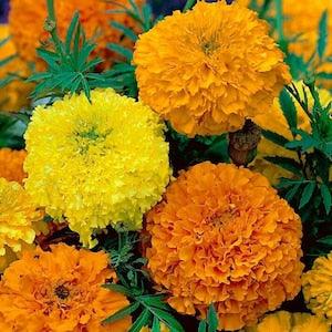 French Marigold Brocade Flowers Blend  1g / 50 Seeds - Tagetes Patula Nana NON GMO
