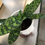 Variegata Orchid Mother's Day Special: White Venus Slipper!