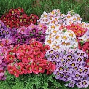 100 Seeds- Schizanthus Angel Wings Mix Flower Seeds-Poor Man's Orchid-Schizanthus-Butterfly Flower-pv418-Angelic Annual-Attracts Butterflies