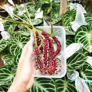 10pcs seeds of anthurium dorayaki silver 100% guaranteed