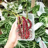 10pcs seeds of anthurium dorayaki silver 100% guaranteed