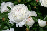Peony White Flower Seeds Big Blooms Home Garden Smell Fragrant Flowers 5 Pcs