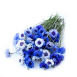 50+ seeds organic Annual Centaurea cyanus ,Cornflower Seeds - Mix