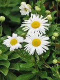 Large Montauk  or Nippon Daisy Nipponanthemum nipponicum  Perennial Live Plant