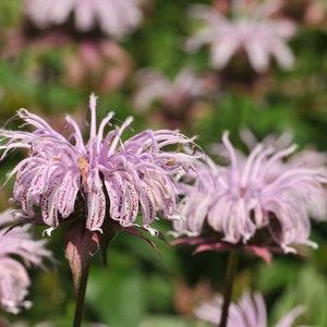 BRADBURY'S MONARDA Bee Balm Bergamot Bradburiana Perennial Butterflies 30 Seeds