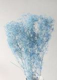 Preserved Million Star Flowers in Sky Blue - 22-26" Tall Flower Delivery