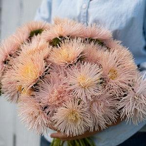 50 Salmon Chinese Aster Valkyrie Chamois Seeds / Callistephus chinensis / Wildflowers / English Garden / Wedding Bouquet / Cut Flowers