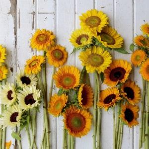 20 seeds sunflower go Bananas mix