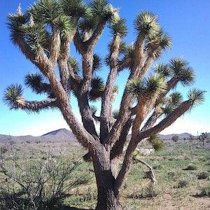 5 Yucca Brevifolia Seeds JOSHUA TREE Palm Tree White Flowers Cactus Succulent