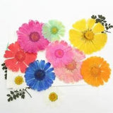 12pcs Natural Pressed Flowers rose Real Dried DIY Art Craft Valentines gift...