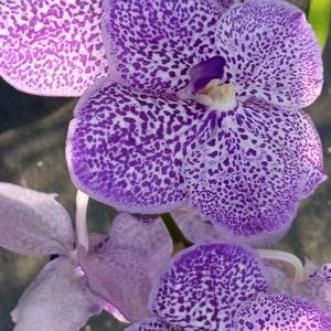 Orchid Vanda Yano Blue Ploenpit Hanging Plants