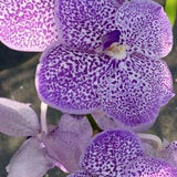 Orchid Vanda Yano Blue Ploenpit Hanging Plants