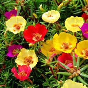 200+ Moss Rose- Fresh Flower Seeds- Double Mix PORTULACA GRANDIFLORA  ---B014