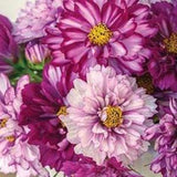 Violet Bicolor Cosmos SEEDS double click cut flower bouquet florist wedding from Dizzy Bees Urban Garden