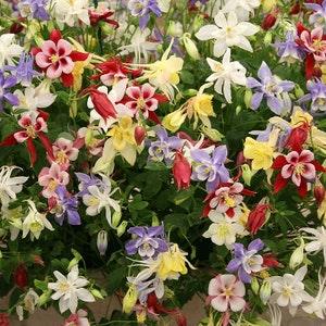 Variety mix - Rainbow colour mix - flower seeds