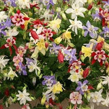 Variety mix - Rainbow colour mix - flower seeds