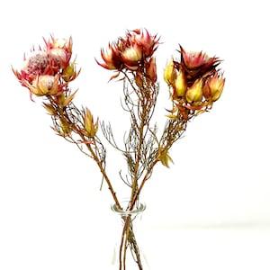 Blushing Bride / Flower in  Natural Pink , Dried flowers Stems, Wholesale Foliage, DIY Floral Arrangements, Home D¡§?cor, Vase Bouquet