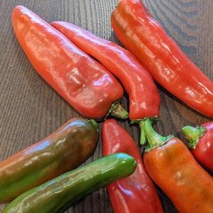 New Mexico No. 6 Chile Pepper Heirloom Variety- Eat, Enjoy or make your own Rista