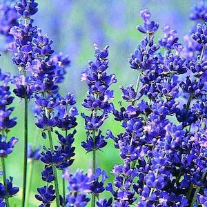 Hidcote Blue Lavender Seeds - Open-Pollinated for Seed Saving - Non-Hybrid & Non-GMO - Heirloom Canada Flower Seeds