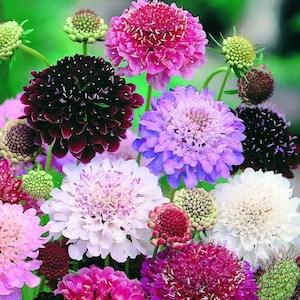 50 Seeds-Scabiosa Pincushion Imperial Giant Mix Flower Seeds-Beautiful Annual-pv159- SCABIOSA ATROPURPUREA-Scabiosa Picushion Flower