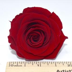 WINE RED / Medium Roses in Japanese Preserved, Perfect as DIY Floral Arrangements, Home D¡§?cor, Wedding Roses, Rose Gift.