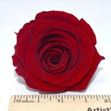 WINE RED / Medium Roses in Japanese Preserved, Perfect as DIY Floral Arrangements, Home D¡§?cor, Wedding Roses, Rose Gift.