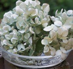 Hoe kan je Hortensiabloemen drogen ? | MijnTuin.org Flower Delivery