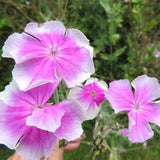 Angel's Blush Rose Campion Seeds Perennial Lychnis Coronaria 50 Seeds Per Packet