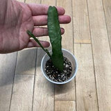 Orchid Cactus C